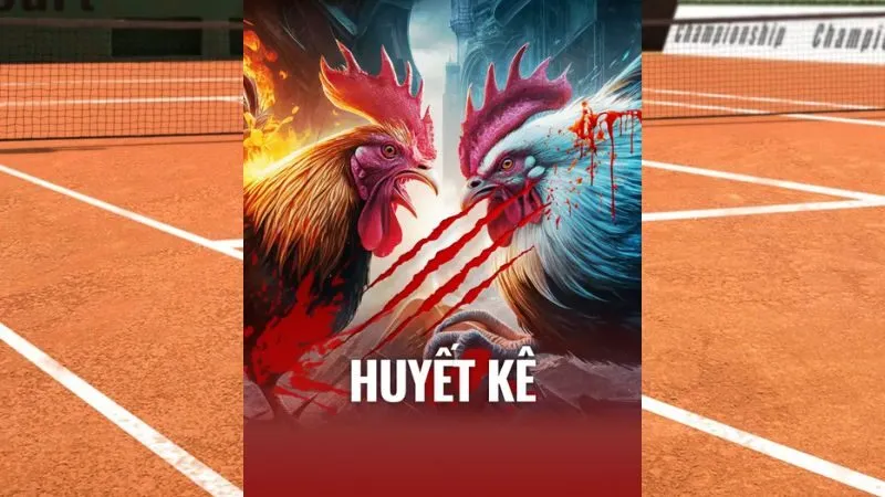 K Sport Huyết Kê mang đến trải nghiệm cá cược đỉnh cao hấp dẫn